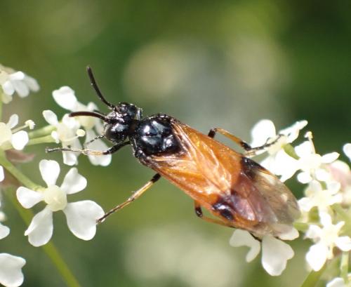 Arge cyanocrocea